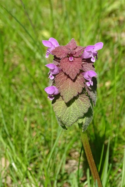 Purpurrote Taubennessel